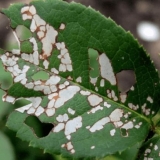 Ružina pilerica: metode borbe, kako prskati, kako izgleda